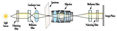 图2：微分干涉相衬显微镜的黑斑，黑斑的光路，和整体的焦点。